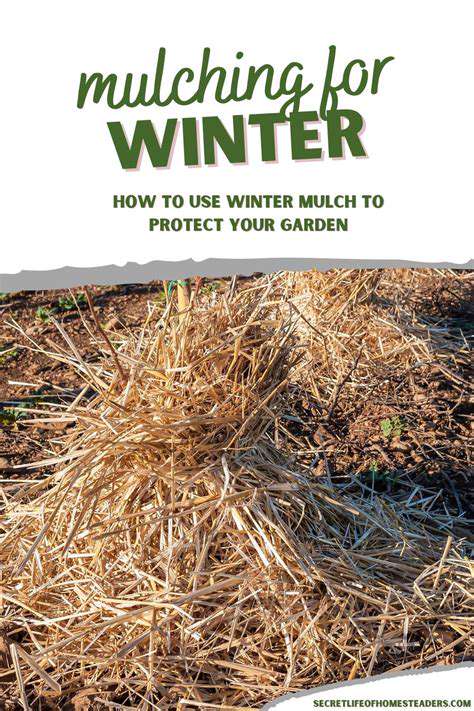 How to Overwinter Your Outdoor Plants