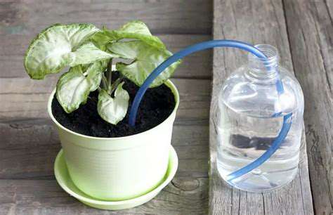 Beginner's Guide to Indoor Plant Care