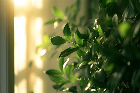 How to Care for Your Indoor Plants