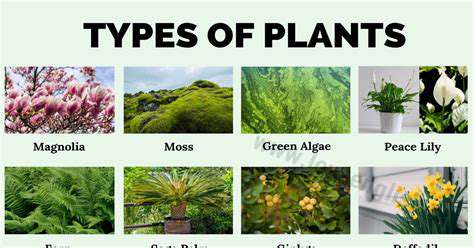 Guide to Decorating with Plants