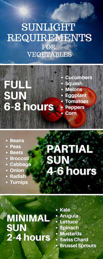 Guide to Growing Vegetables in Containers