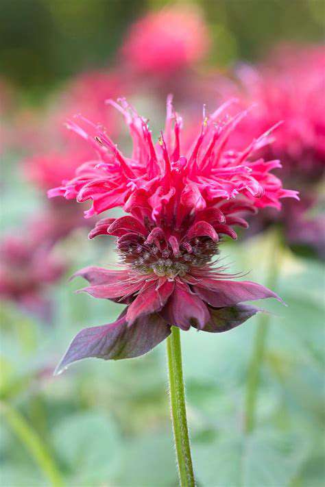 How to Attract Butterflies to Your Garden
