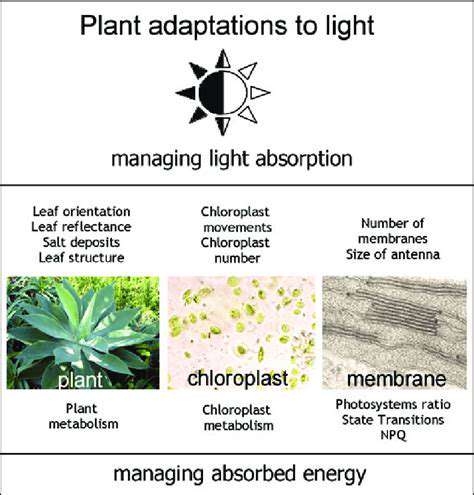ChoosingtheRightPlantsforLow-LightConditions