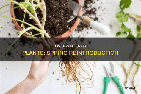 How to Overwinter Tender Plants